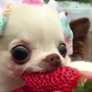 Meet your Posher, Isaac